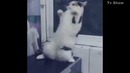 Бой с тенью