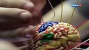 Мозг. Как стать умнее От чего зависит уровень интеллекта