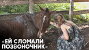 Аргентинка открыла центр по спасению лошадей-инвалидов