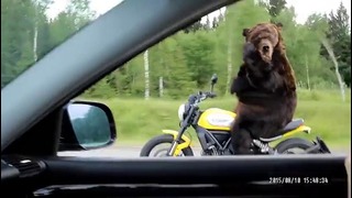 Невероятно Медведь за рулём мотоцикла