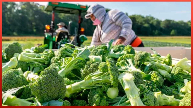 Amazing Process of Broccoli Growing, Harvesting and Manufacturing