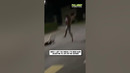 No shirt, no helmet, no problem