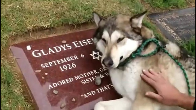 Собачка плачет на могиле хозяина