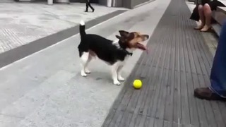 Собака играет сама с собой в мячик =)
