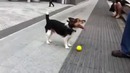 Собака играет сама с собой в мячик =)