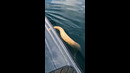 Venomous Sea Snake Got Me Good