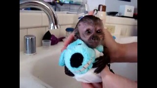Купание маленькой обезьнки