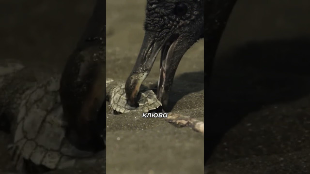 СУРОВАЯ Челябинская Жизнь ЧЕРЕПАХ! #shorts