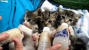 Голодные котята