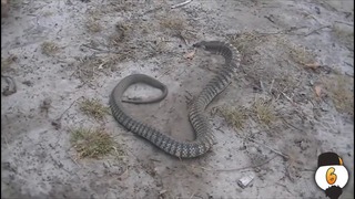 10 самых удивительных змей в мире