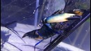 8 животных, в существование которых сложно поверить