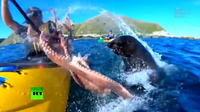 Морской бой: тюлень ударил каякера по лицу. осьминогом