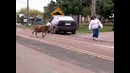 Бешеный баран прикол