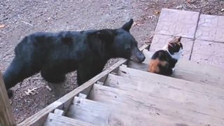 ДОМАШНИЕ животные против медведей! Кто кого