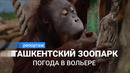 Погода в вольере. Как зимуют обитатели Ташкентского зоопарка