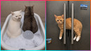 The Funniest Cat Videos Ever