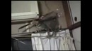 Кот с цветами идет на свидание