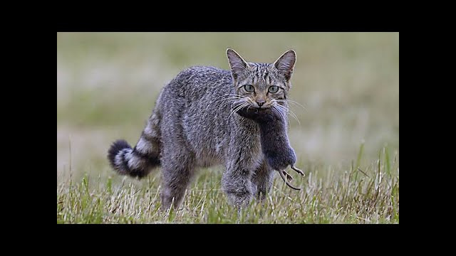 Усатые – полосатые В ДЕЛЕ 2! Котики и кошечки против ВСЕХ