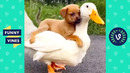 PUPPY RIDES ON DUCK