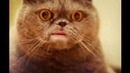 Поющий кот Сальвадор