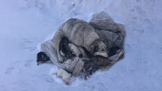Мама-собака плачет и умоляет спасти ее после рождения 10 щенков в холодном снегу