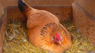 Курица прятала что-то под собой. когда фермер поднял ее, он не мог поверить своим глазам