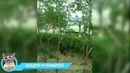 Лучшие приколы 2018 июнь — китайский способ