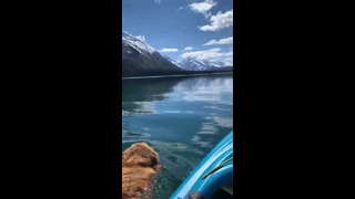 Dog Swims With Incredible View #shorts