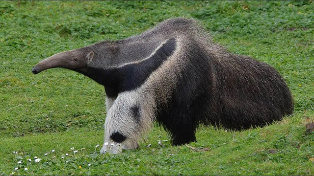 ГИГАНТСКИЙ МУРАВЬЕД – Необычный зверь с длиннющим языком и Головой Панды на ногах