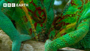 Chameleons Battle for Treetop Territory | BBC Earth