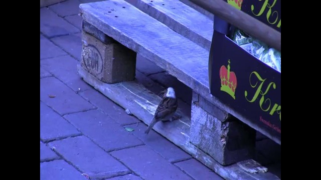 Garoyib qush (Stockholm, Sweden)