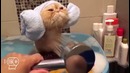 Водные процедуры