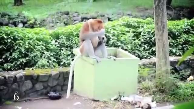 10 случаев жести в зоопарке