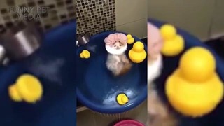 Кошки и ванная