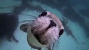 Плавание с морскими львами