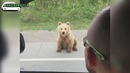 Лучшие авто приколы #209