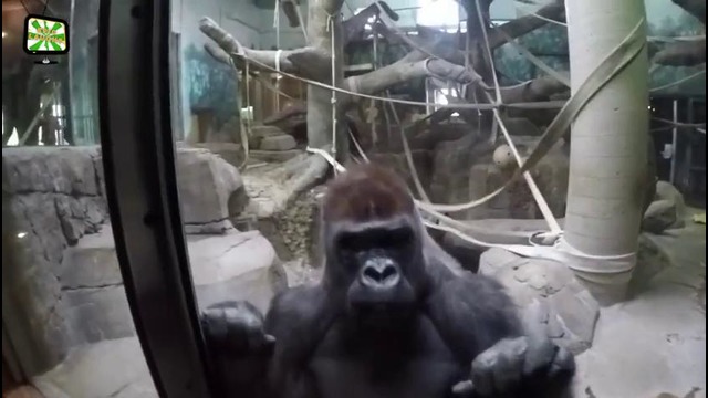 Атака в зоопарке