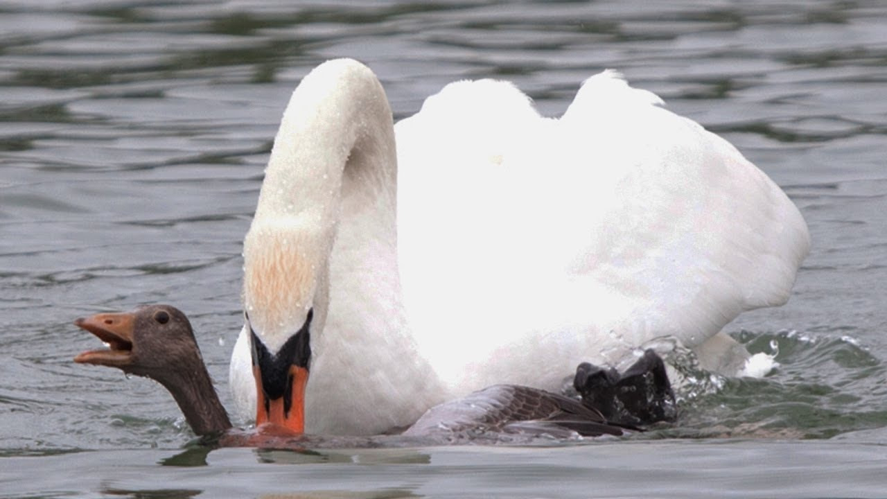 Лебедь бежит. Орел нападает на лебедя. Лебедь атакует. Лебедь атакует. Лебедь нападает на человека.