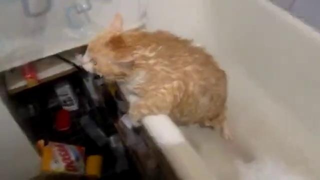 Жирный Кот не может выбраться из ванной