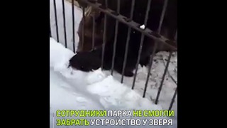 В Магнитогорском зоопарке медведица по кличке Варюша попыталась съесть телефон