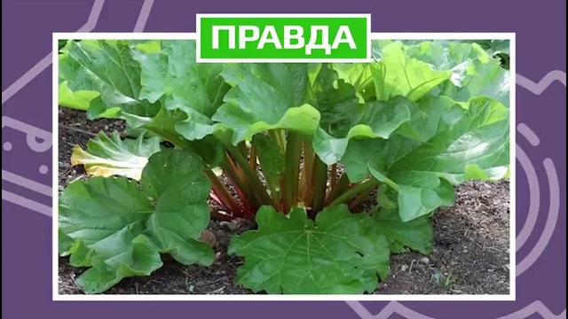 Какой шарик отскочит выше