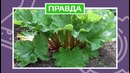 Какой шарик отскочит выше