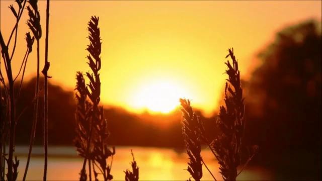 TheSummer Chillstep Selection #14