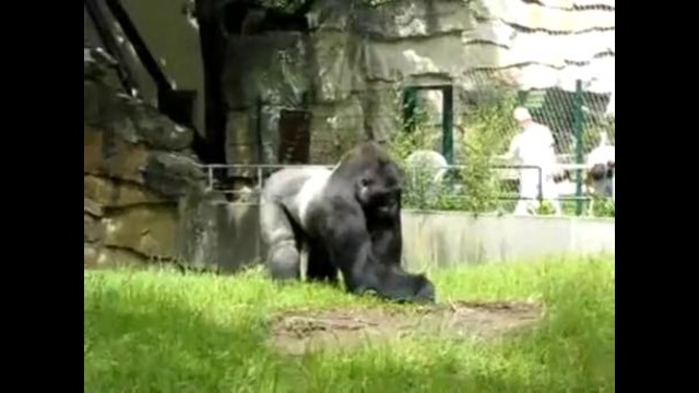 Злобная горилла