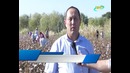 Амударё тумани пахтакорлари йиллик шартнома режасини ортиғи билан бажарди