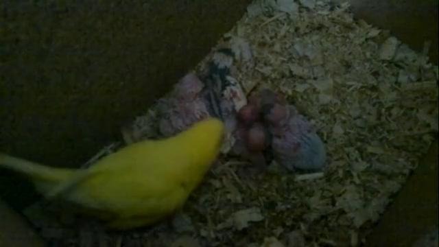 Материнская забота 2-пара