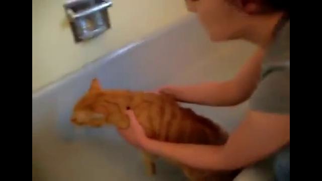 Кот кричит «НЕТ» перед купанием