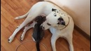 Далманка кормит котенка