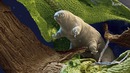 5 животных с РЕАЛЬНЫМИ суперспособностями