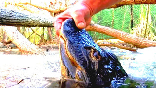 Как аллигаторы выживают в замёрзшей воде